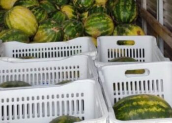 Banco de Alimentos de Caraguatatuba repassa mais de 500 kg de alimento em março