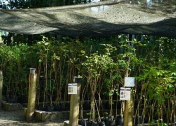 Estudantes de escola estadual participam de aula prática no Viveiro Municipal de Caraguatatuba