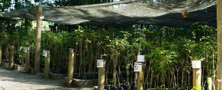 Estudantes de escola estadual participam de aula prática no Viveiro Municipal de Caraguatatuba