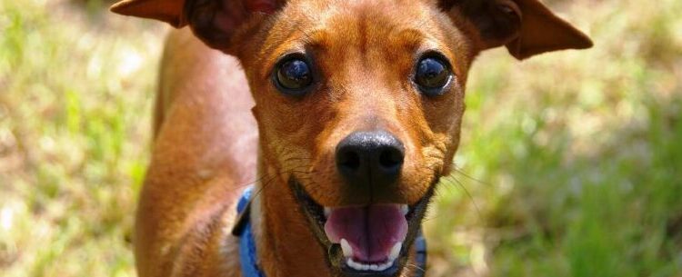 Prefeitura de Caraguatatuba apoia 1ª Cãominhada e Gatominhada promovida pela OAB neste sábado