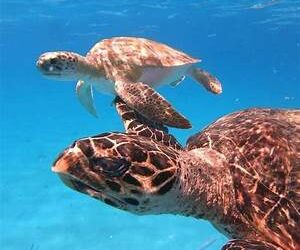 Fundação Florestal lança programa que prevê pagamento a pescadores por resíduos recolhidos do mar 