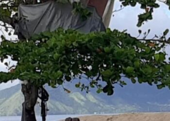 Prefeitura de Caraguatatuba desmonta ‘casa na árvore’ durante ação de fiscalização