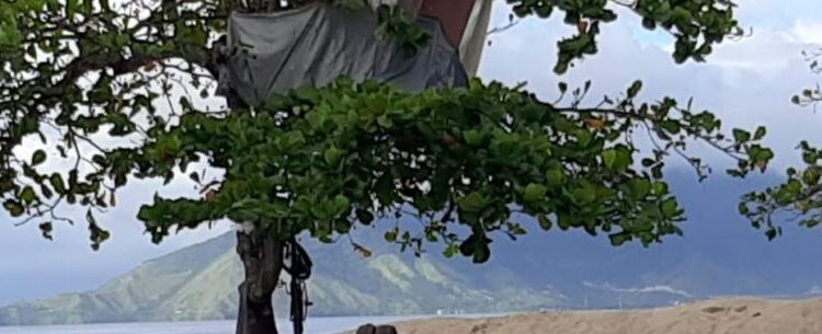 Prefeitura de Caraguatatuba desmonta ‘casa na árvore’ durante ação de fiscalização