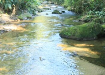 Parque Estadual Serra do Mar em Caraguatatuba promove atividades em alusão à Semana do Meio Ambiente