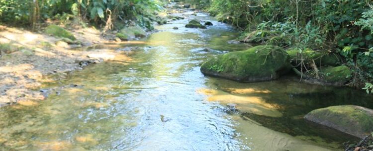 Parque Estadual Serra do Mar em Caraguatatuba promove atividades em alusão à Semana do Meio Ambiente