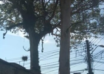 Prefeitura de Caraguatatuba realiza megaoperação para retirada de árvores no bairro Benfica