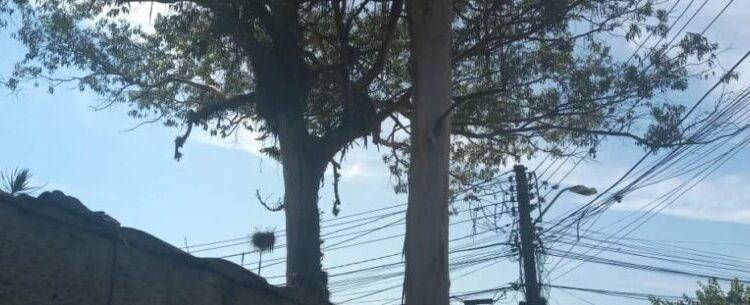 Prefeitura de Caraguatatuba realiza megaoperação para retirada de árvores no bairro Benfica