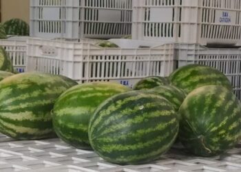 Banco de Alimentos de Caraguatatuba repassa mais de 2.300 kg de alimentos em abril