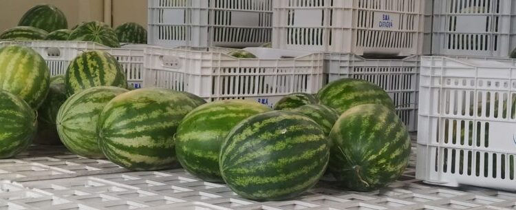 Banco de Alimentos de Caraguatatuba repassa mais de 2.300 kg de alimentos em abril