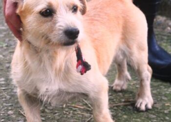 CCZ de Caraguatatuba realiza Feira de Adoção de Cães e Gatos no próximo sábado