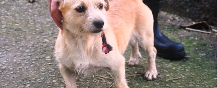 CCZ de Caraguatatuba realiza Feira de Adoção de Cães e Gatos no próximo sábado