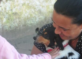 Nove animais recebem novos lares com Feira de Adoção de Cães e Gatos