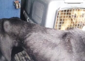 CCZ de Caraguatatuba resgata animais vítimas de maus-tratos em conjunto com a Polícia Ambiental