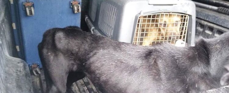 CCZ de Caraguatatuba resgata animais vítimas de maus-tratos em conjunto com a Polícia Ambiental