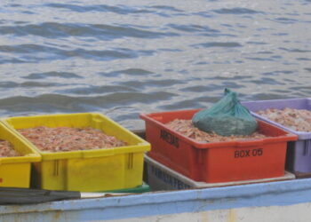 Após três meses de defeso, pescadores de Caraguatatuba comemoram abertura para a pesca do camarão