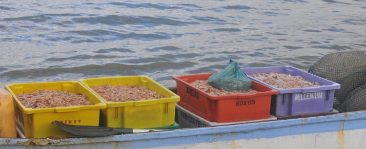 Após três meses de defeso, pescadores de Caraguatatuba comemoram abertura para a pesca do camarão