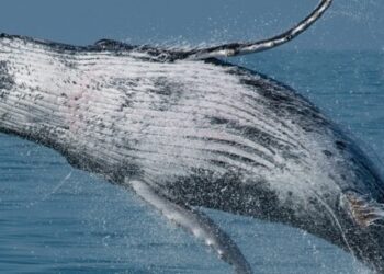 Começa temporada de baleias no Litoral Norte