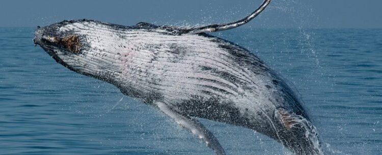 Começa temporada de baleias no Litoral Norte