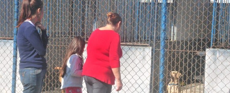 Caraguatatuba realiza Feira de Adoção de Cães e Gatos neste sábado