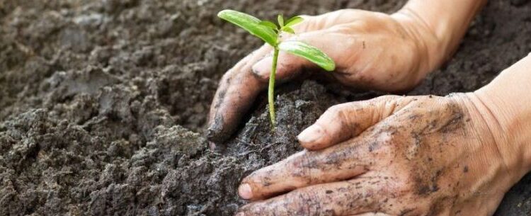 Prefeitura de Caraguatatuba promove atividades para comemorar a Semana do Meio Ambiente