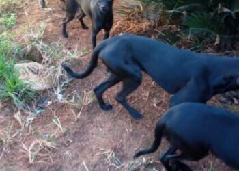 CCZ de Caraguatatuba recolhe 10 cães vítimas de maus-tratos no bairro Gaivotas