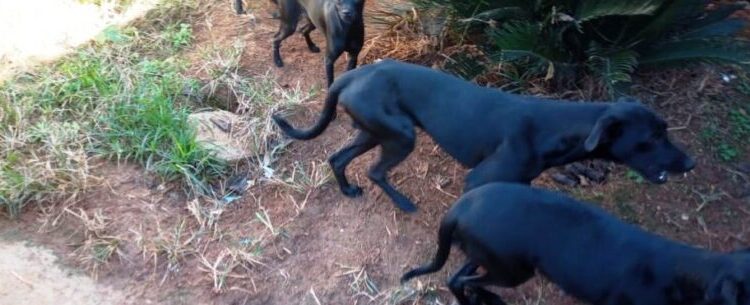 CCZ de Caraguatatuba recolhe 10 cães vítimas de maus-tratos no bairro Gaivotas