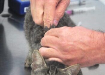 CCZ de Caraguatatuba agenda em quatro horas 200 animais para castração e encerra vagas de junho