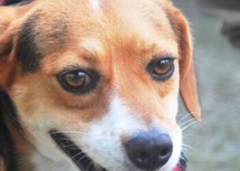 CCZ de Caraguatatuba abre, nesta sexta-feira, 300 vagas para castração gratuita de cães e gatos