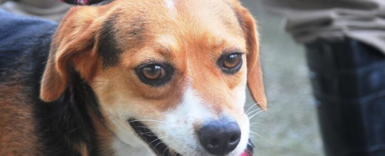 CCZ de Caraguatatuba abre, nesta sexta-feira, 300 vagas para castração gratuita de cães e gatos