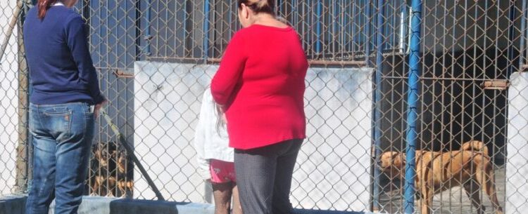 CCZ de Caraguatatuba disponibiliza 30 animais para adoção no próximo sábado