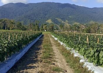 Caraguatatuba se destaca como maior produtora de berinjela japonesa do Estado de São Paulo