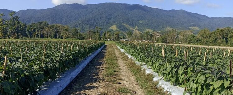 Caraguatatuba se destaca como maior produtora de berinjela japonesa do Estado de São Paulo