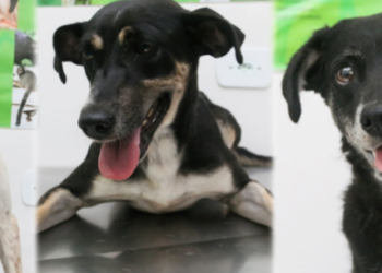 Dia Mundial das Zoonoses