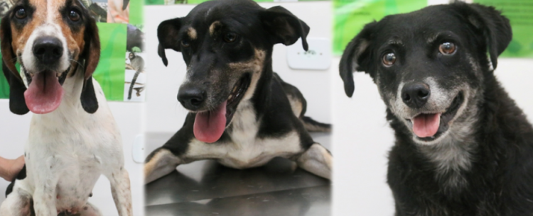 Dia Mundial das Zoonoses