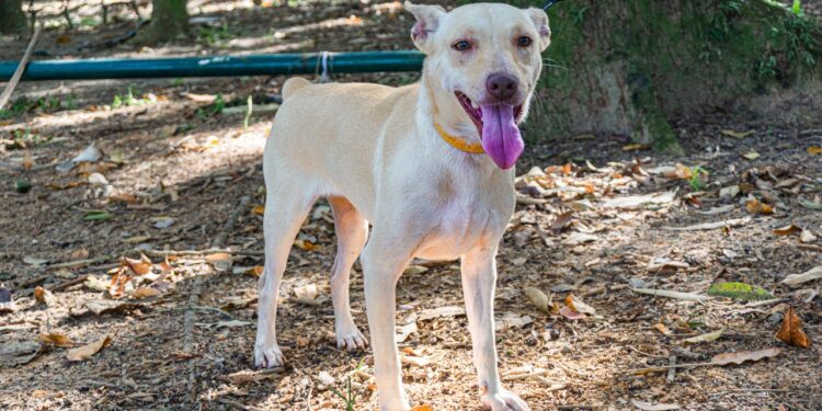 Atendimentos do Castramóvel seguem até dia 28 no Indaiá