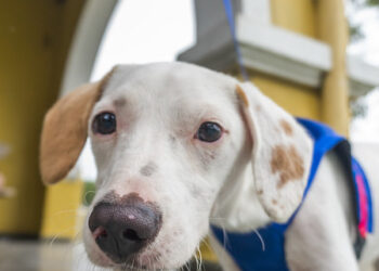 Bertioga celebra Dia Mundial das Zoonoses com atendimentos gratuitos nesta quarta (6)