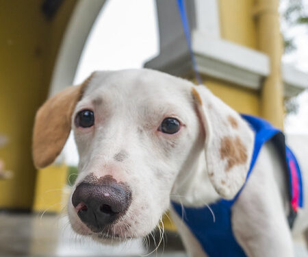 Bertioga celebra Dia Mundial das Zoonoses com atendimentos gratuitos nesta quarta (6)