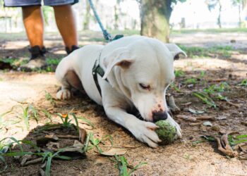 Bertioga conta com feira de adoção aos finais de semana