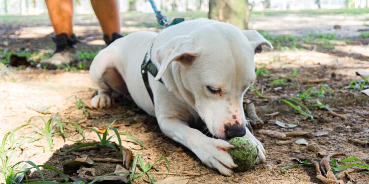 Bertioga conta com feira de adoção aos finais de semana