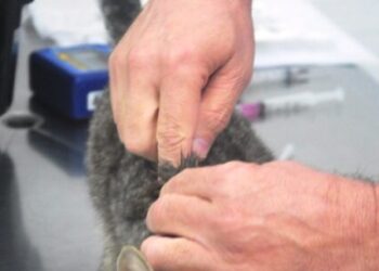 CCZ de Caraguatatuba agenda em três horas 300 animais para castração e encerra vagas de julho