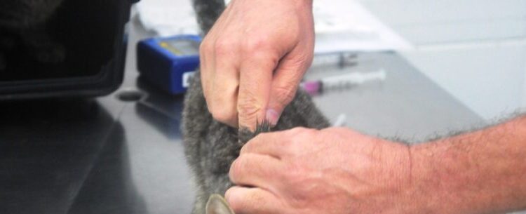 CCZ de Caraguatatuba agenda em três horas 300 animais para castração e encerra vagas de julho