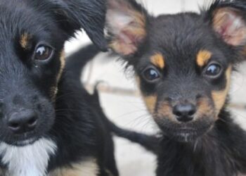 Sábado é dia de Feira de Adoção de Cães e Gatos em Caraguatatuba