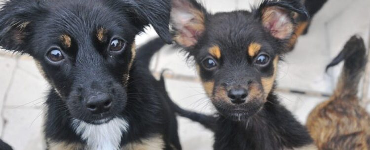 Sábado é dia de Feira de Adoção de Cães e Gatos em Caraguatatuba