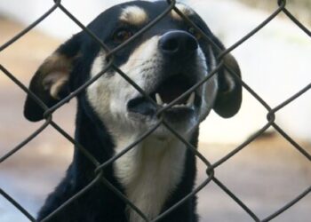 CCZ de Caraguatatuba abre nova agenda de castração gratuita para cães e gatos na segunda-feira