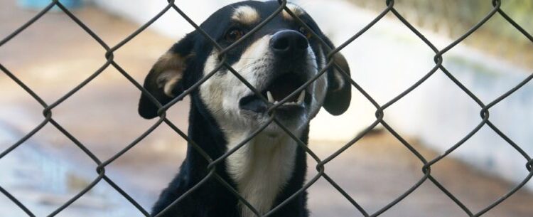 CCZ de Caraguatatuba abre nova agenda de castração gratuita para cães e gatos na segunda-feira
