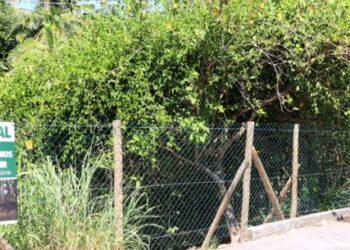 Secretaria de Meio Ambiente de Caraguatatuba promove ação de Limpeza do Mangue do Camaroeiro