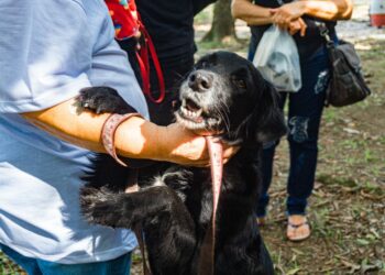 Castramóvel inicia atendimentos para pets de Guaratuba