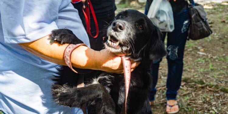 Castramóvel inicia atendimentos para pets de Guaratuba