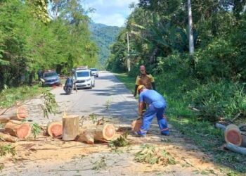Defesa Civil de Caraguatatuba corta eucalipto em risco de queda na Estrada do Rio Claro