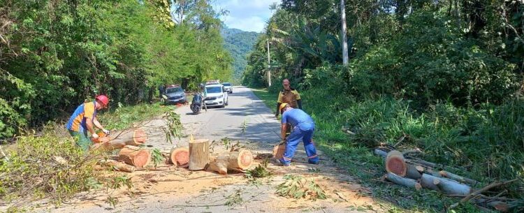 Defesa Civil de Caraguatatuba corta eucalipto em risco de queda na Estrada do Rio Claro